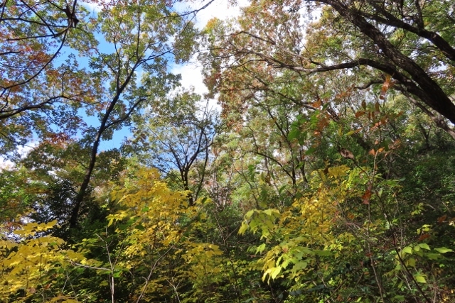 タカノツメ樹林IMG_4420 (640x427)