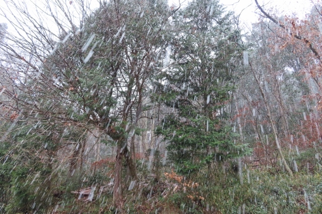 雪降り②IMG_4811 (640x427)