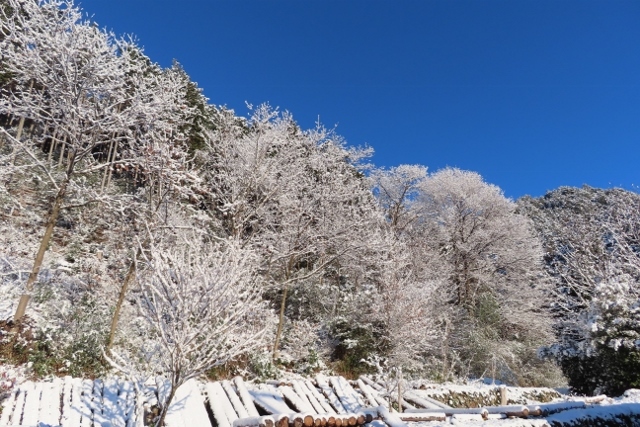雪の裏山IMG_5033 (640x427)
