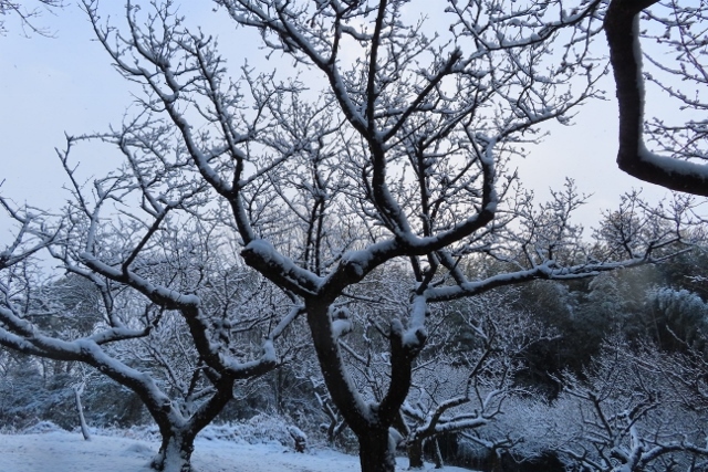梅畑の雪IMG_5477 (640x427)