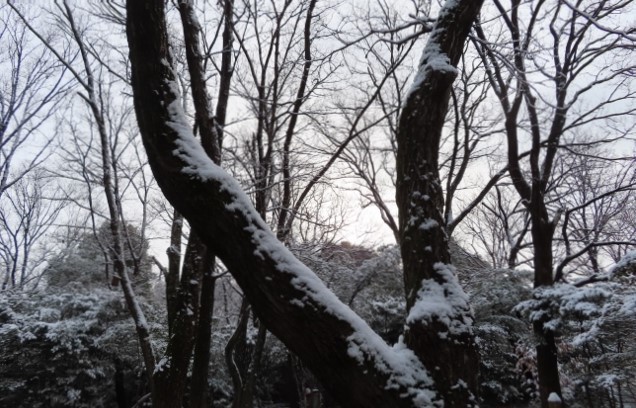 樹林の雪IMG_5511 (640x427)