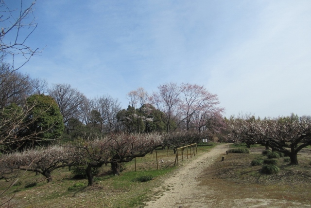 桜並木②IMG_0039 (640x427)