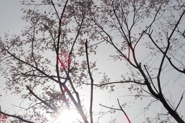 朝日に桜花IMG_5957 (640x427)