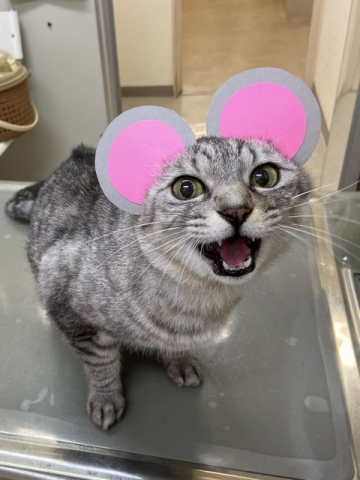かなマウス (2)