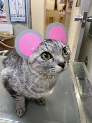 かなマウス (1)