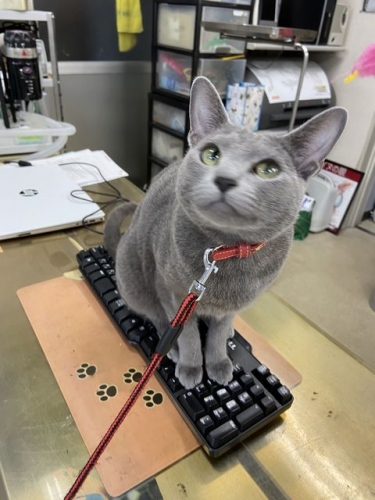 猫はキーボードがお好き (3)
