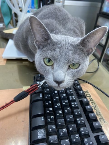 猫はキーボードがお好き (2)