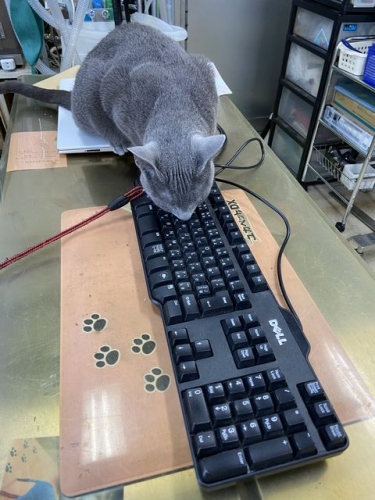 猫はキーボードがお好き (1)