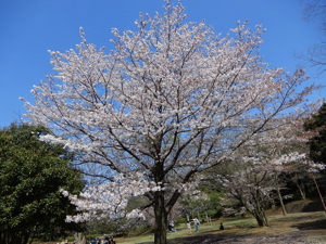 ふるさと公園の満開の桜200402 copy