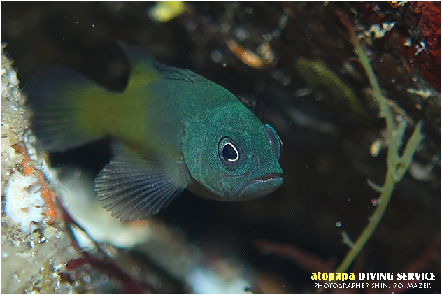 アオノメハタ幼魚