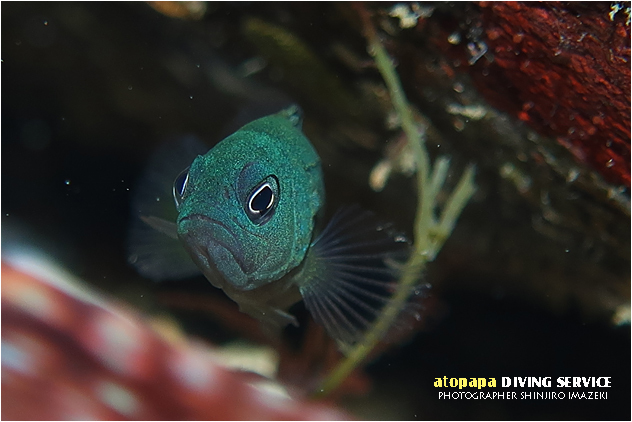 アオノメハタ幼魚
