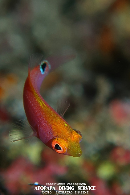 ベニヒレイトヒキベラ幼魚