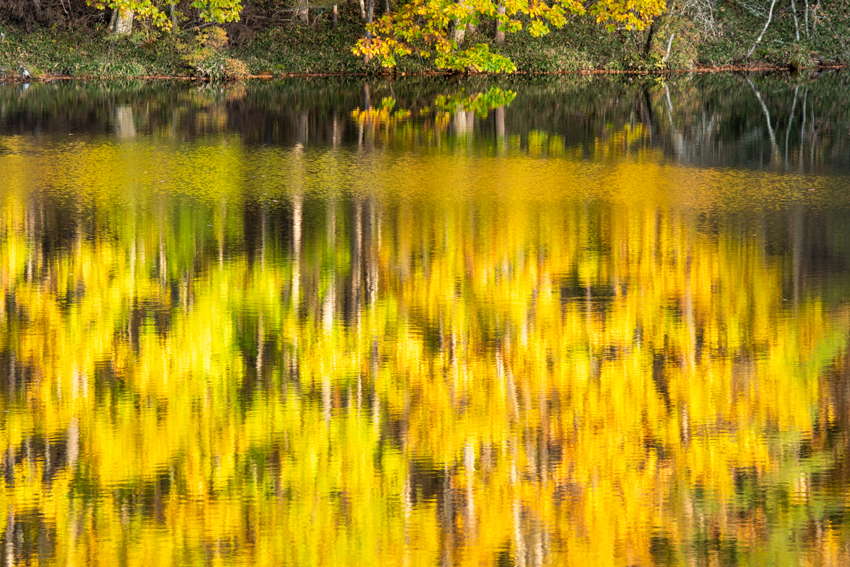 秋の池 (2)