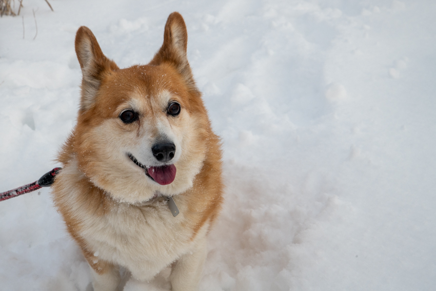 雪を得た犬 (2)