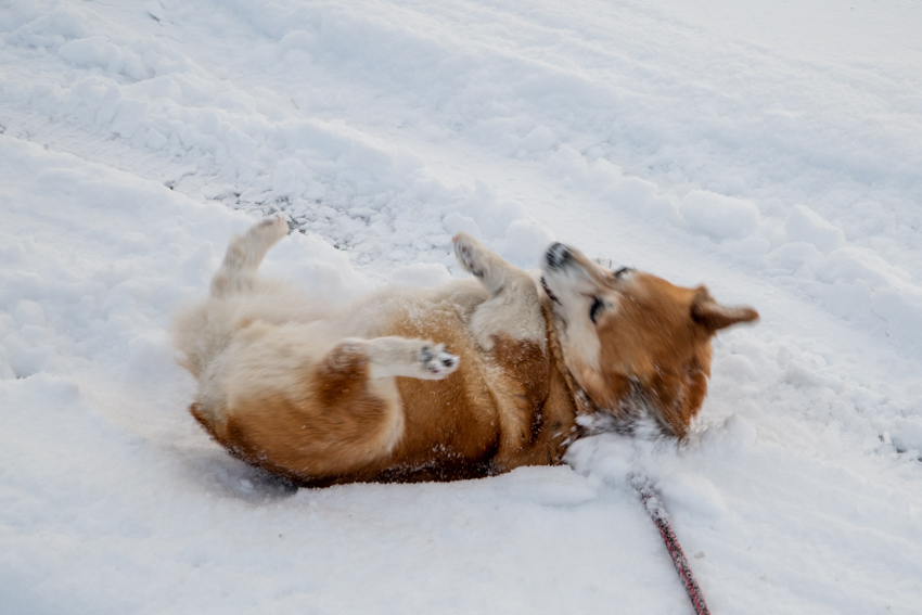 雪を得た犬 (3)