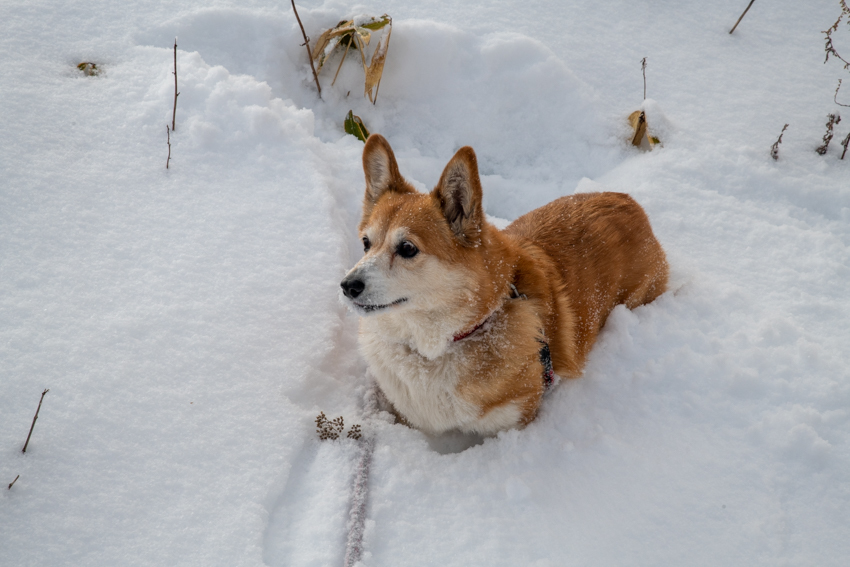 雪を得た犬