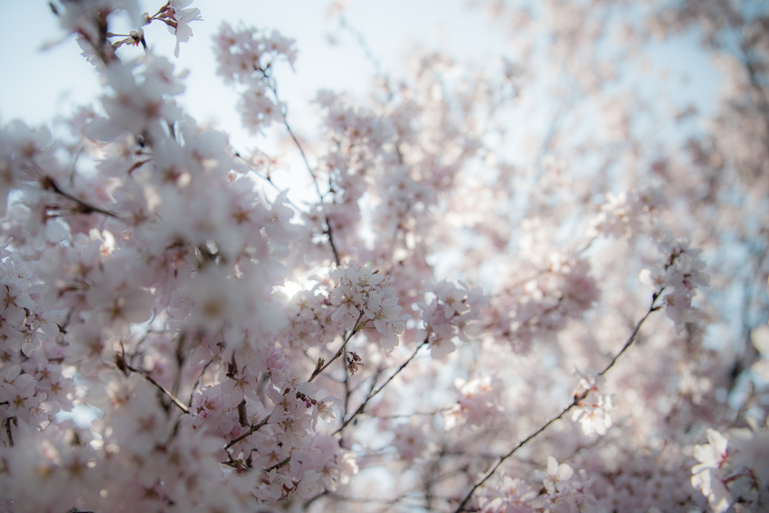 桜咲ら