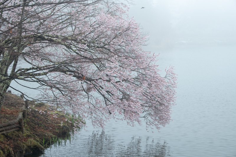 蓼科湖の桜