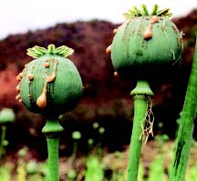 opium poppy keshibouzu