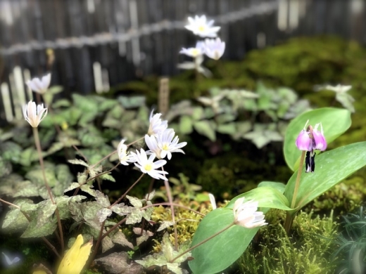 京都植物園春の草花展カタクリとユキワリイチゲ