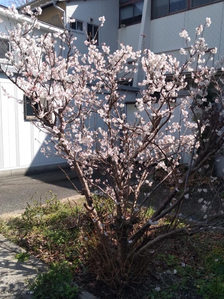 20200302_CherryBlossoms-04.jpg