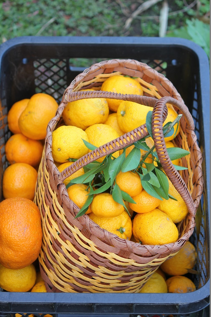 収穫した柑橘