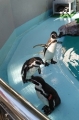 2020-01-23桂浜水族館ペンギン