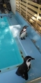 2020-01-24桂浜水族館ペンギン
