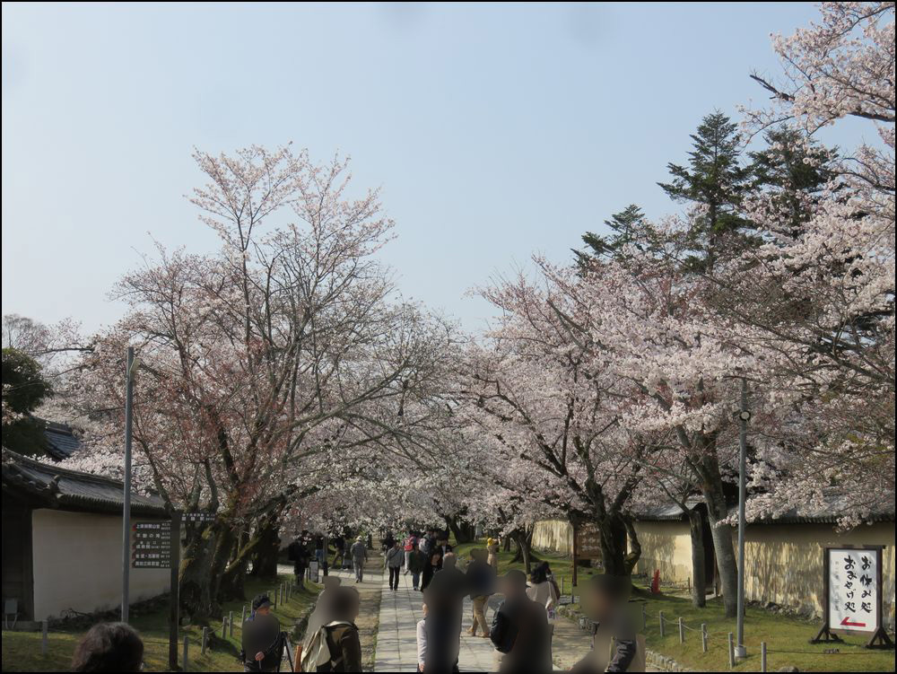 醍醐寺の桜2019＠醍醐寺/京都