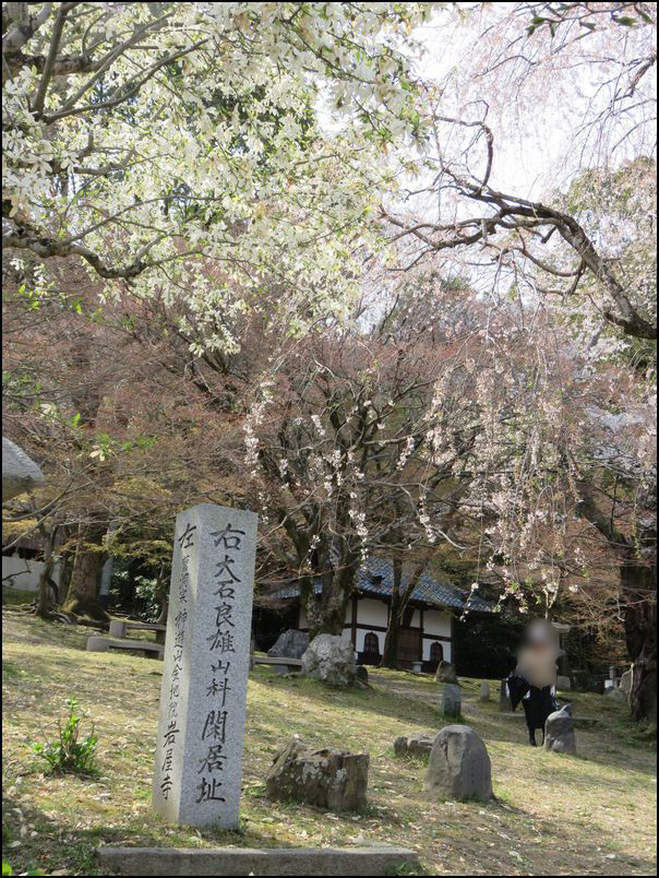 山科界隈の桜めぐり2019＠山科/京都市