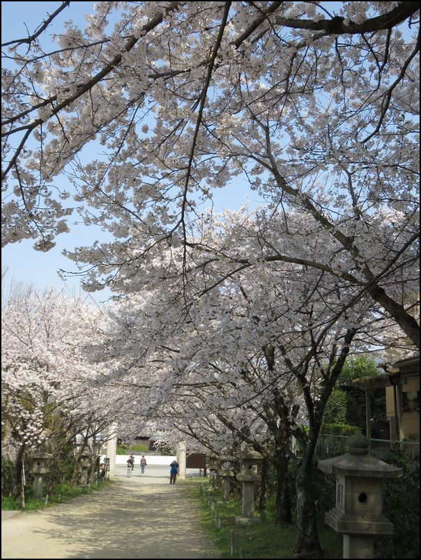 山科界隈の桜めぐり2019＠山科/京都市