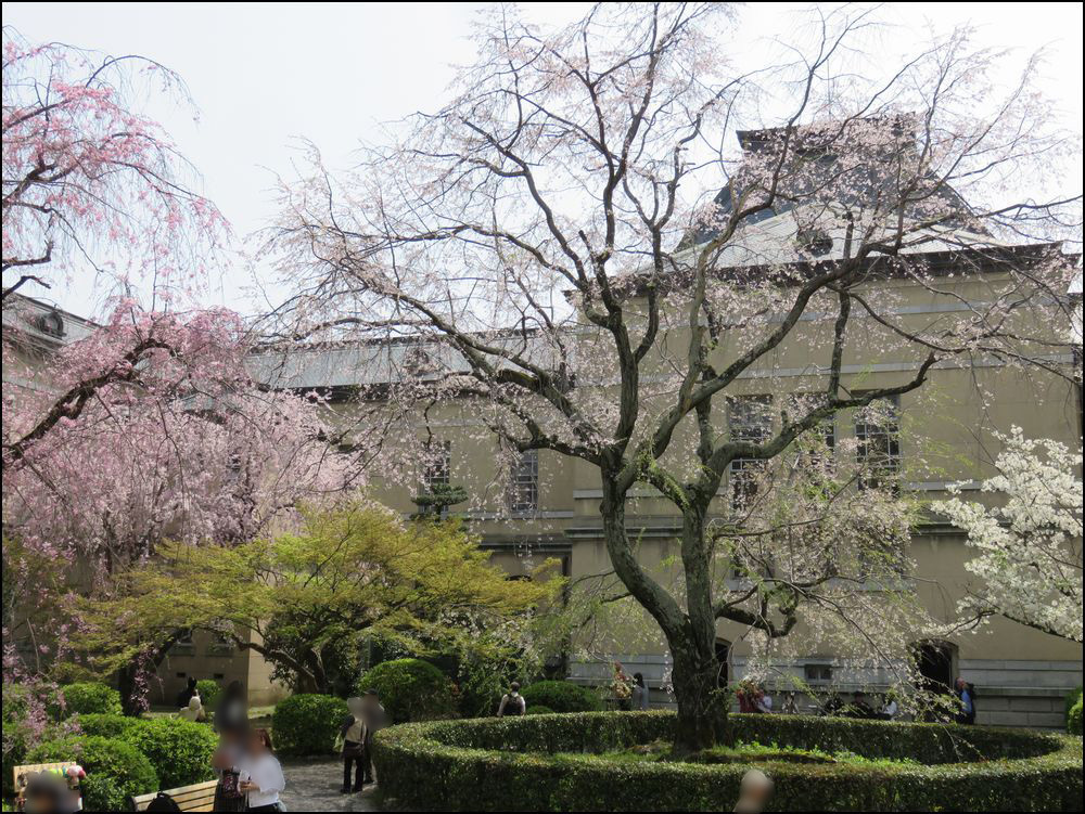 京都府庁旧本館の桜2019＠ルネッサンスな洋館に7本の桜