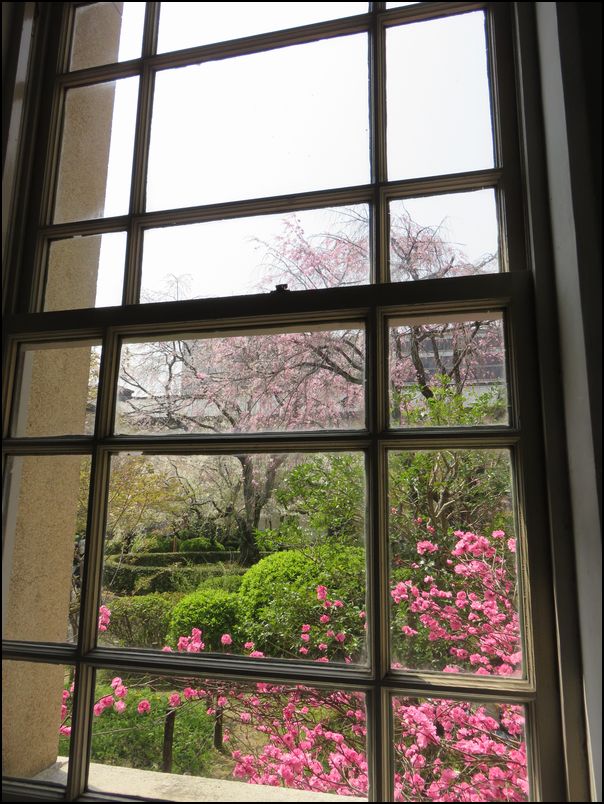 府庁旧本館京都の桜2019＠ルネッサンスな洋館に7本の桜