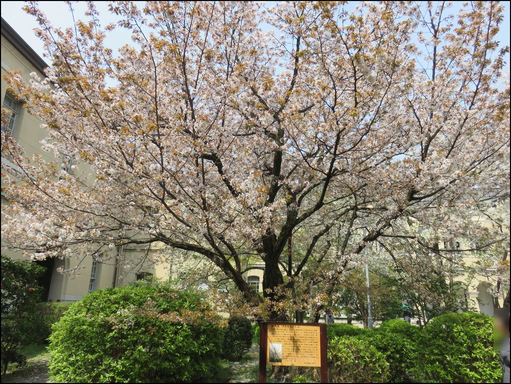 京都府庁旧本館の桜2019＠ルネッサンスな洋館に7本の桜