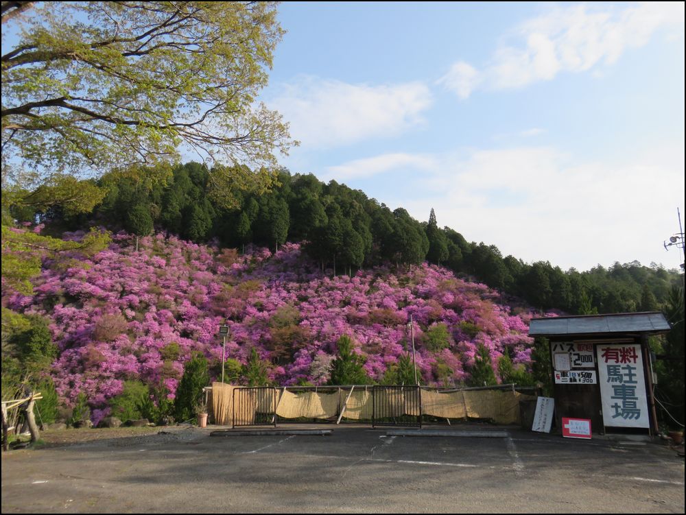 明智光秀の城と名桜めぐり@京北町/京都