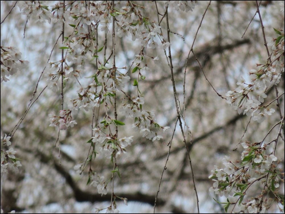 京北「桜100選」をドライブ＠京北周山町/京都市