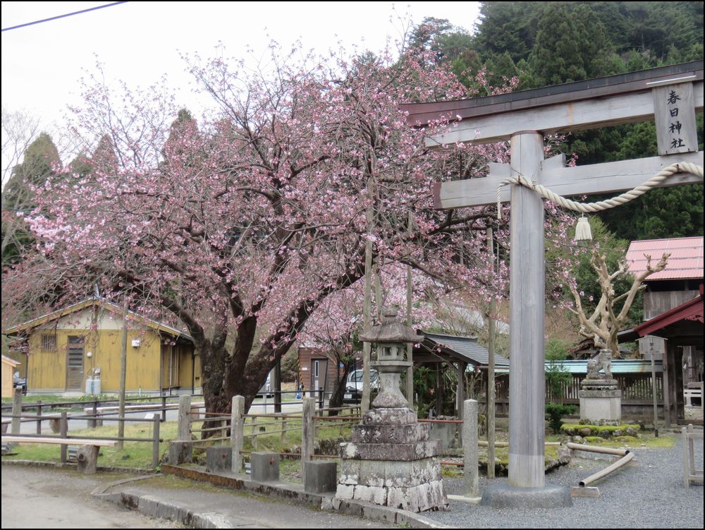 常照皇寺の桜＠京北周山町/京都市