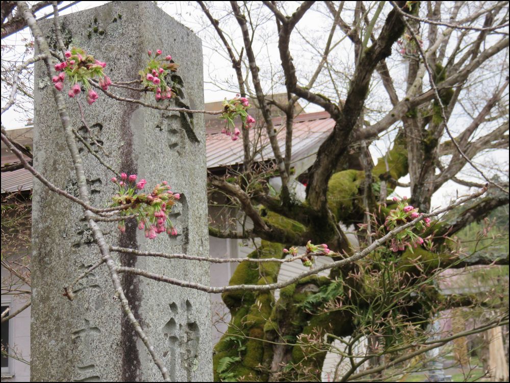黒田100年桜と福徳寺の桜＠京北周山町/京都市