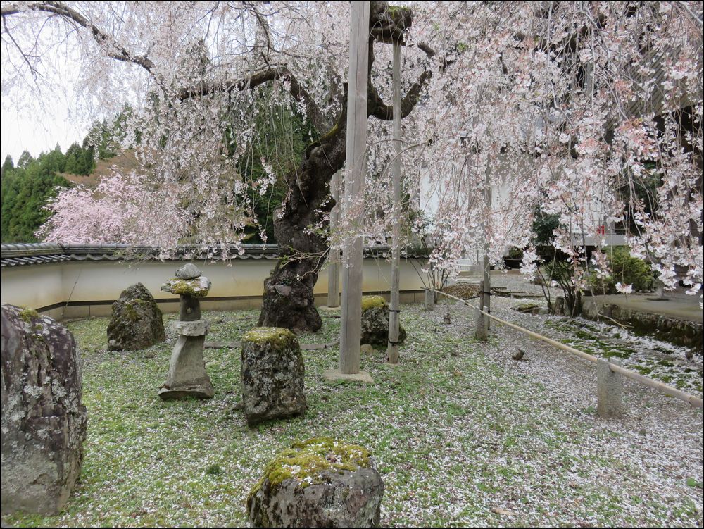 黒田100年桜と福徳寺の桜＠京北周山町/京都市