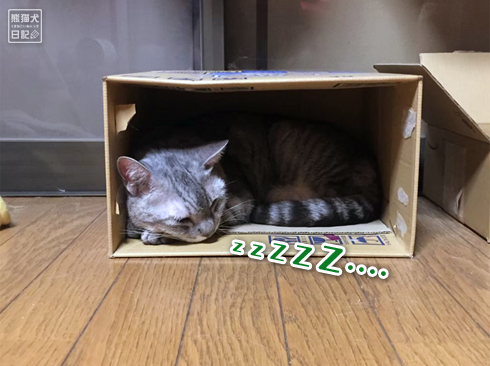 20191018_おやすみ猫7