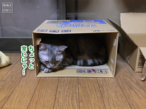 20191018_おやすみ猫4