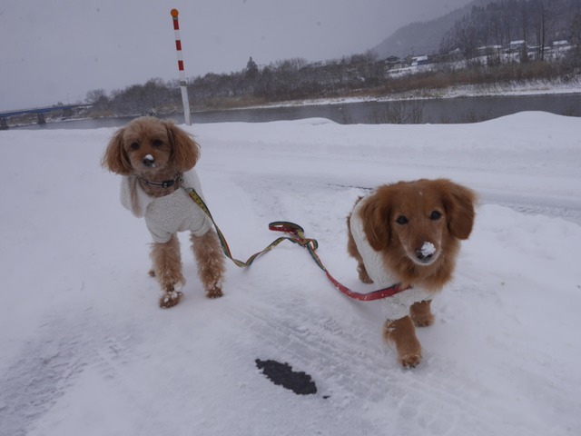 米代川で鼻に雪