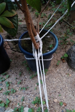 ロープで固定した鉢植えの枇杷
