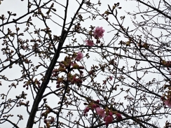 開花が始まった河津桜