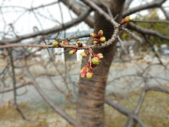 花芽膨らむ河津桜
