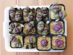 紫帝玉の植え替え