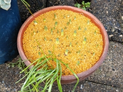 水仙だけの鉢にムスカリが発芽した！