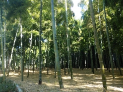 冬支度の竹畑
