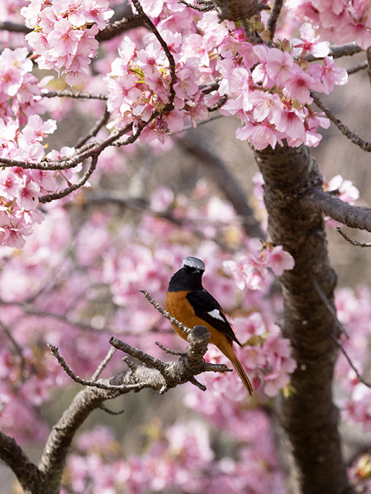 河津桜と鳥