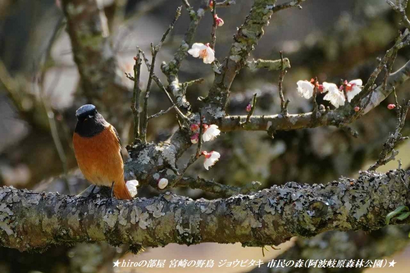 hiroの部屋　宮崎の野鳥 ジョウビタキ 市民の森（阿波岐原森林公園）